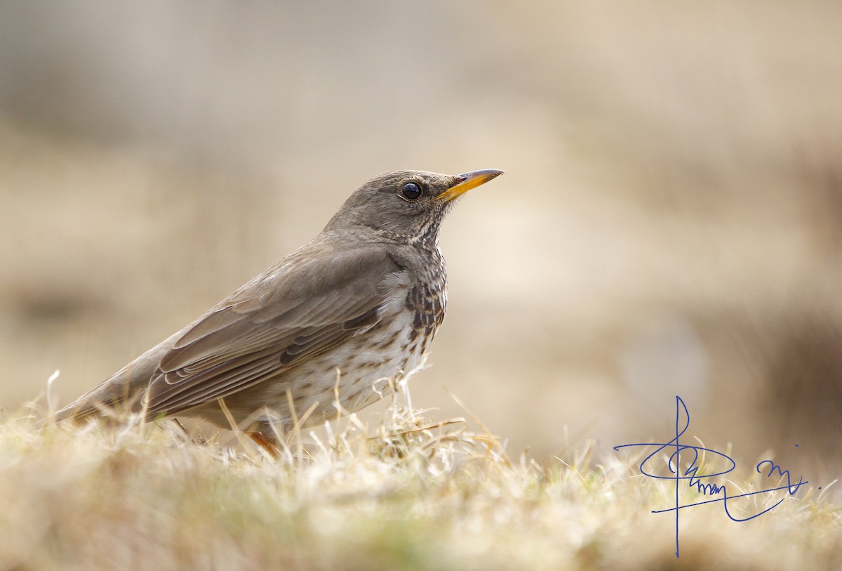 Black-throated Thrush - ML620292408