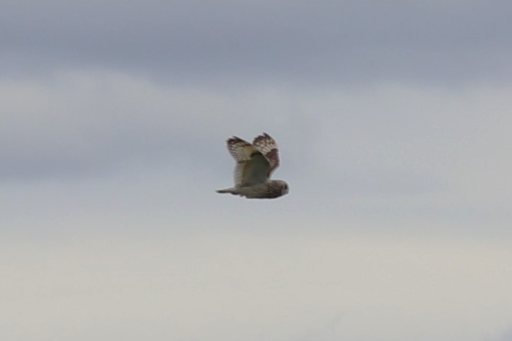 Short-eared Owl - ML620292410