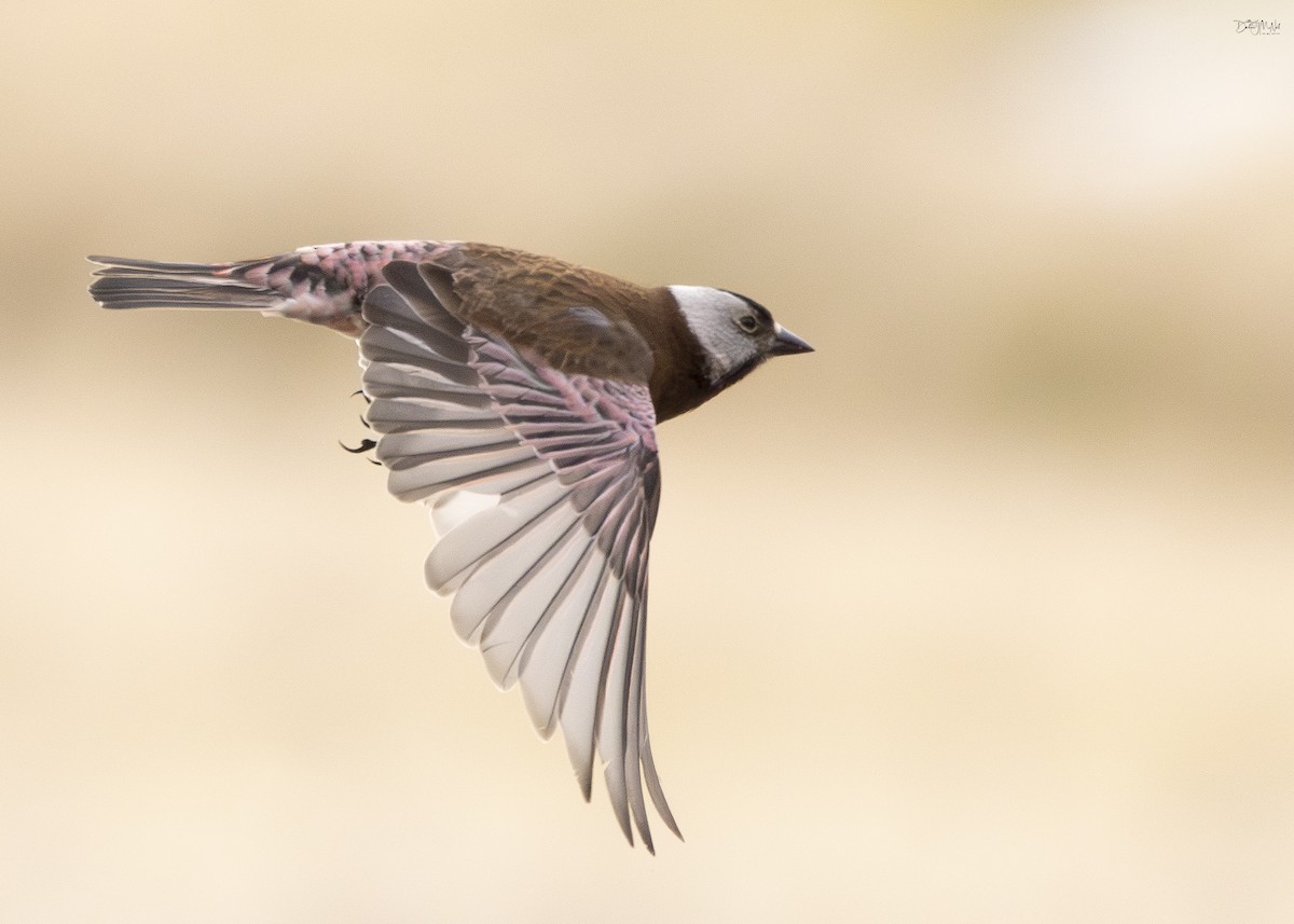 Gray-crowned Rosy-Finch (Pribilof Is.) - ML620292414