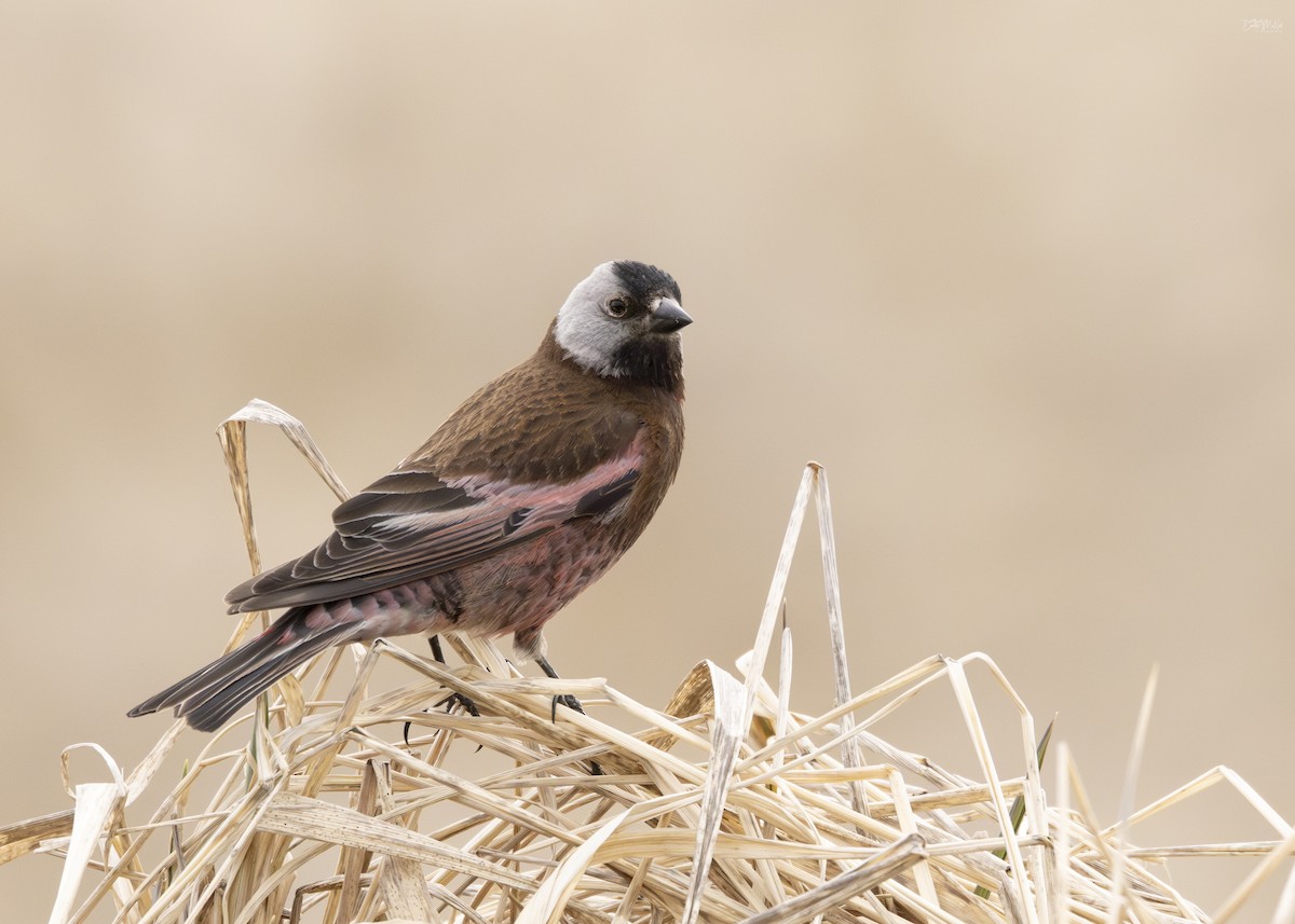 Gray-crowned Rosy-Finch (Pribilof Is.) - ML620292415