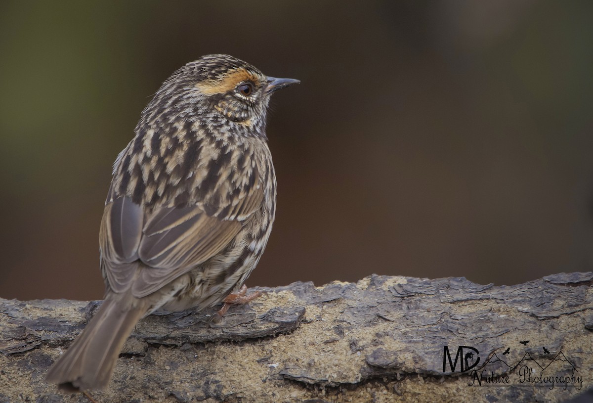 Rufous-breasted Accentor - ML620292416