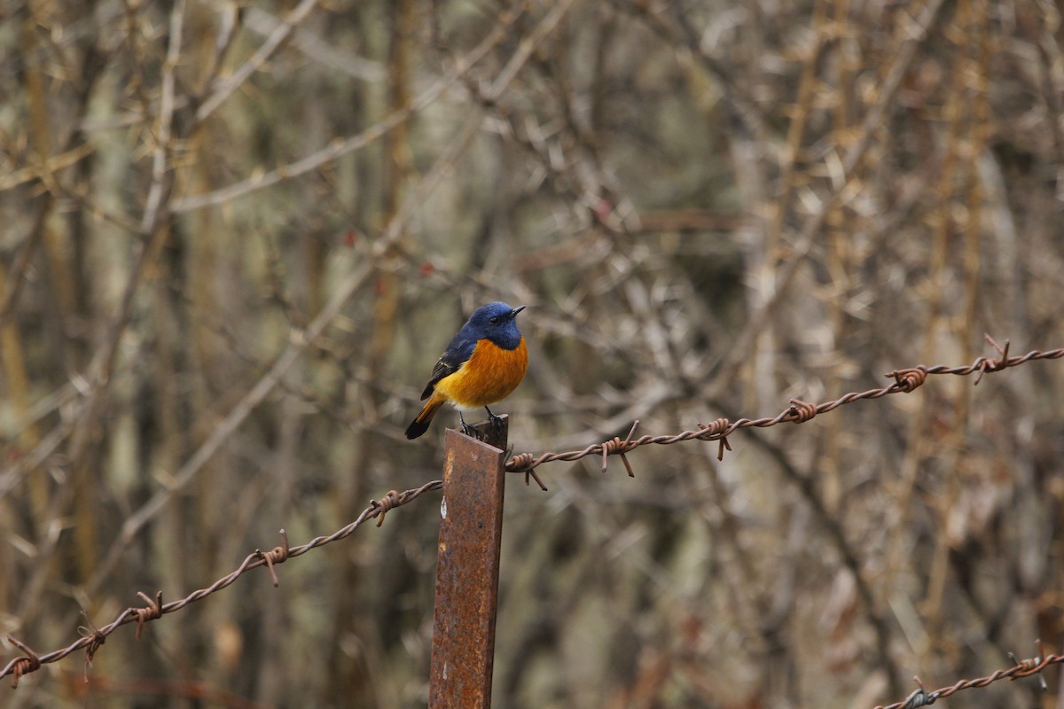 Blue-fronted Redstart - ML620292422