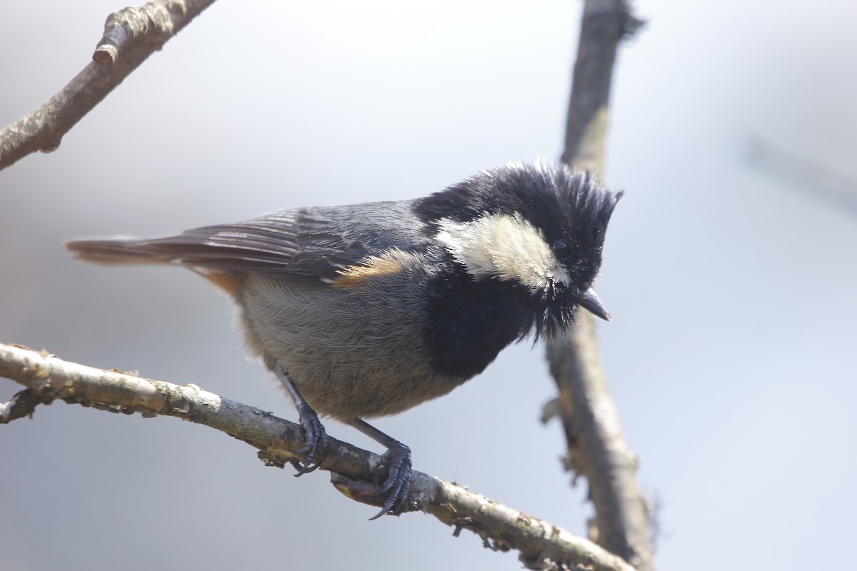 Rufous-vented Tit - Deo Man  Rai