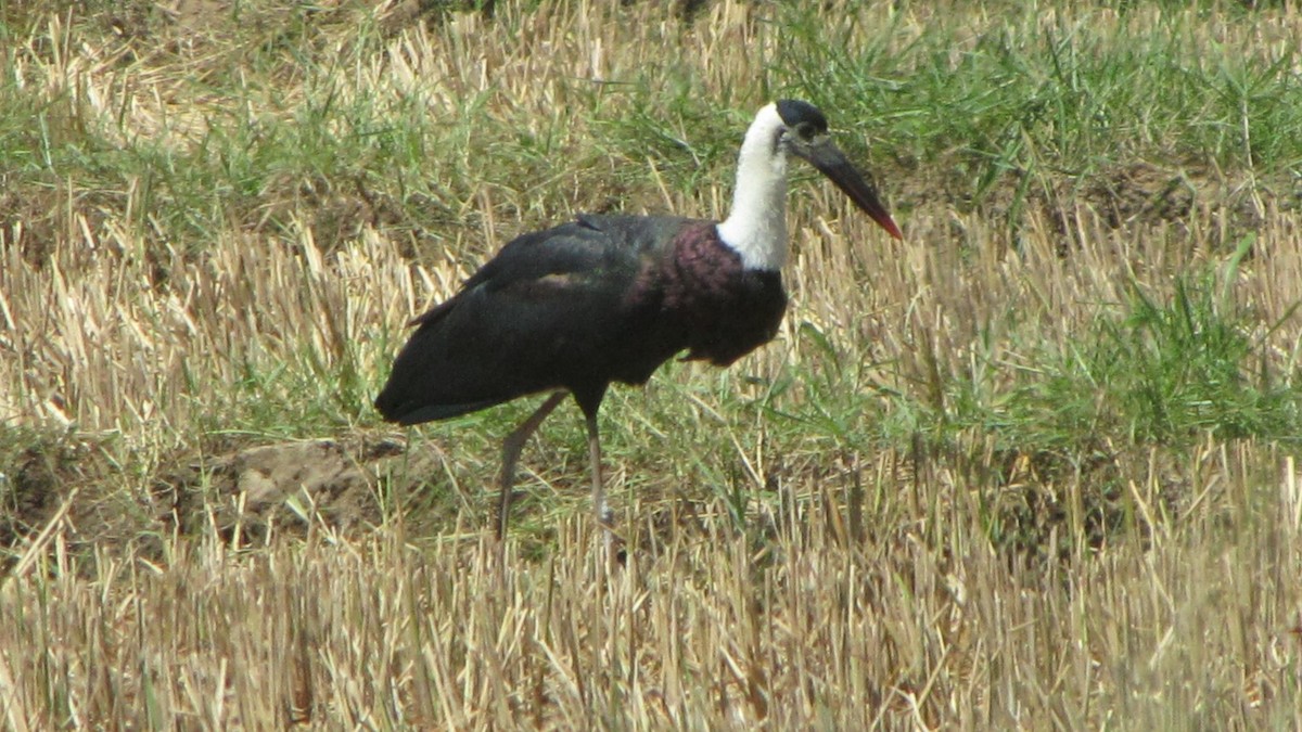 Asian Woolly-necked Stork - ML620292434