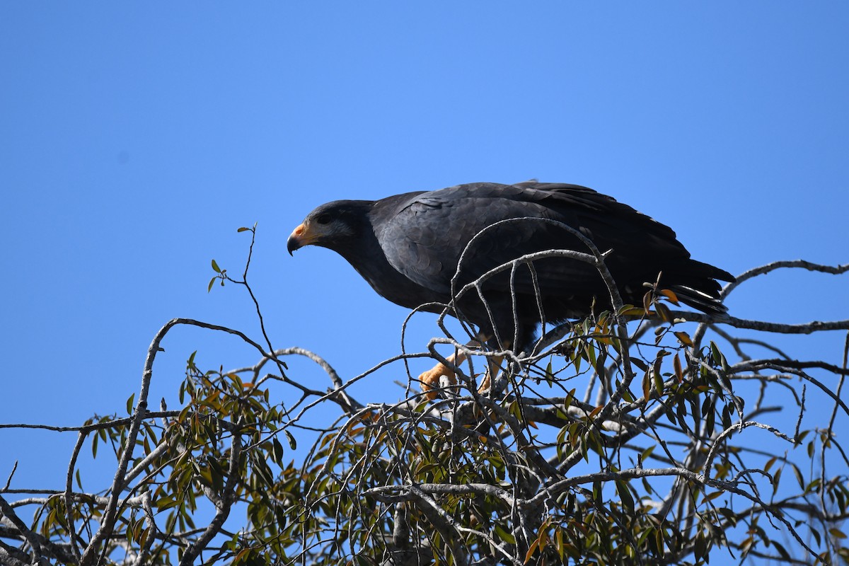 Common Black Hawk - ML620292436