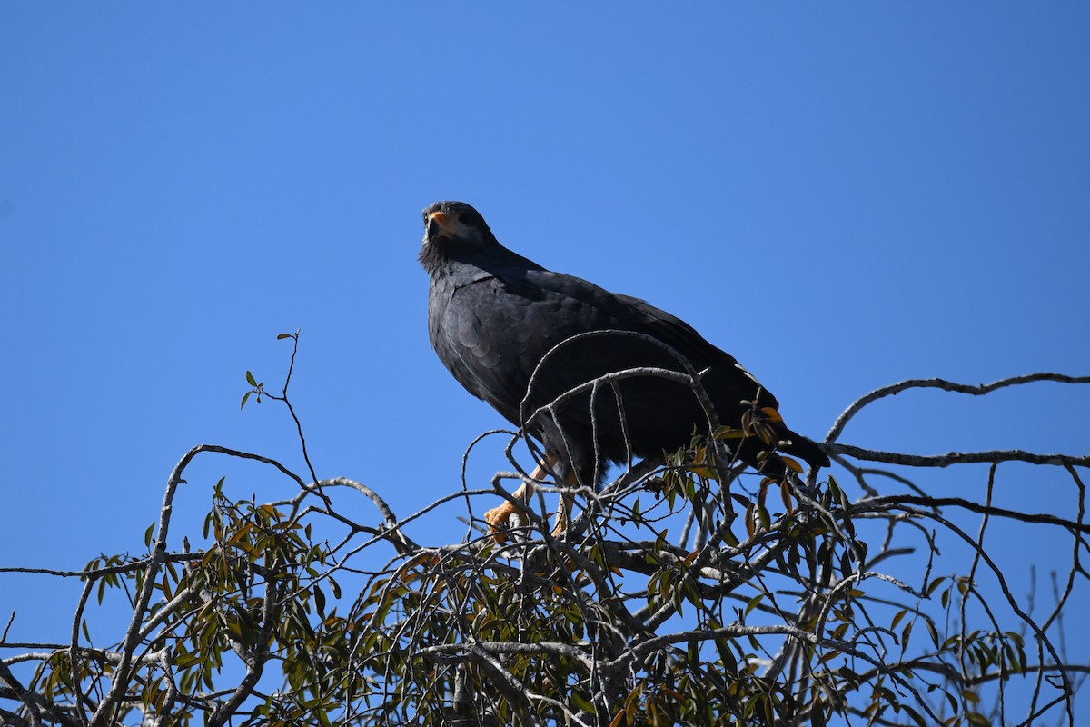 Common Black Hawk - ML620292439