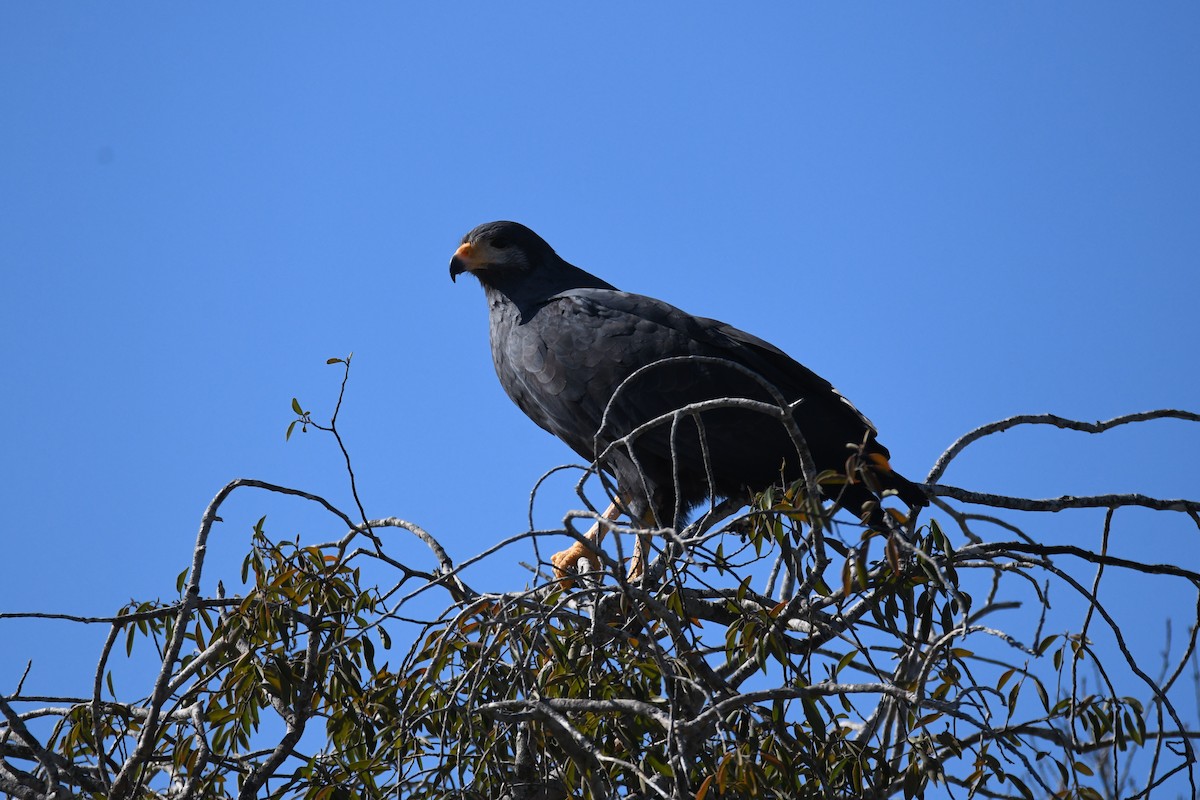 Common Black Hawk - ML620292440