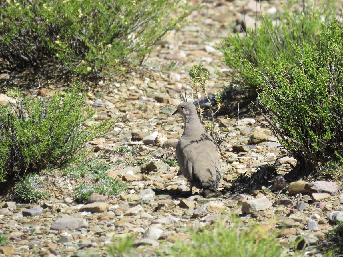 Weißbugtäubchen - ML620292441