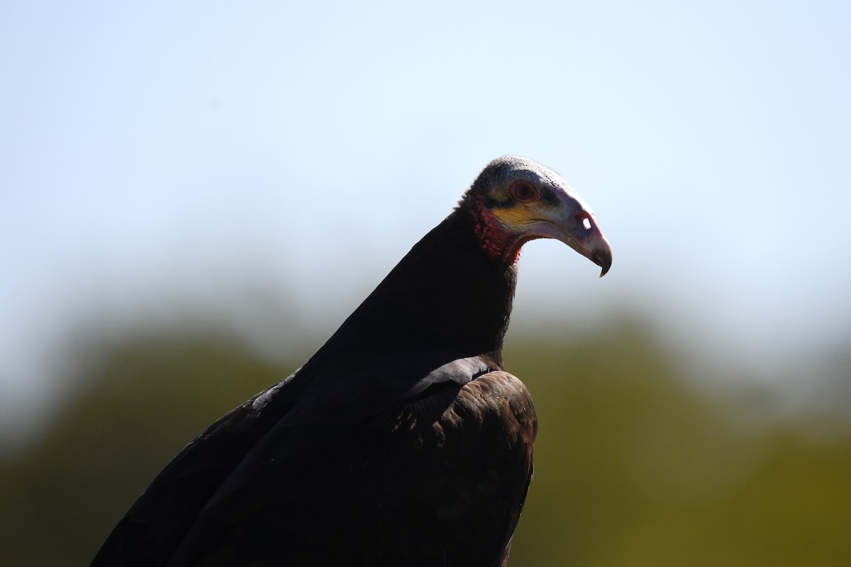 Lesser Yellow-headed Vulture - ML620292442