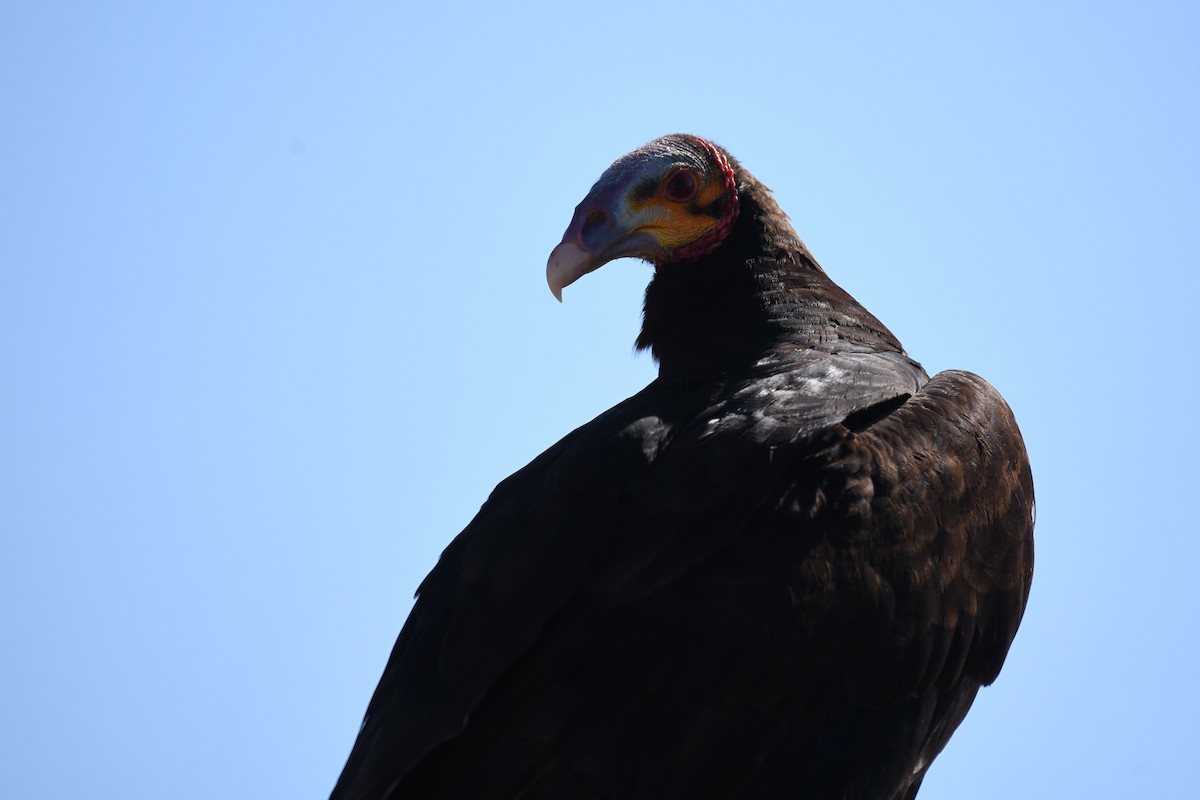 Lesser Yellow-headed Vulture - ML620292443