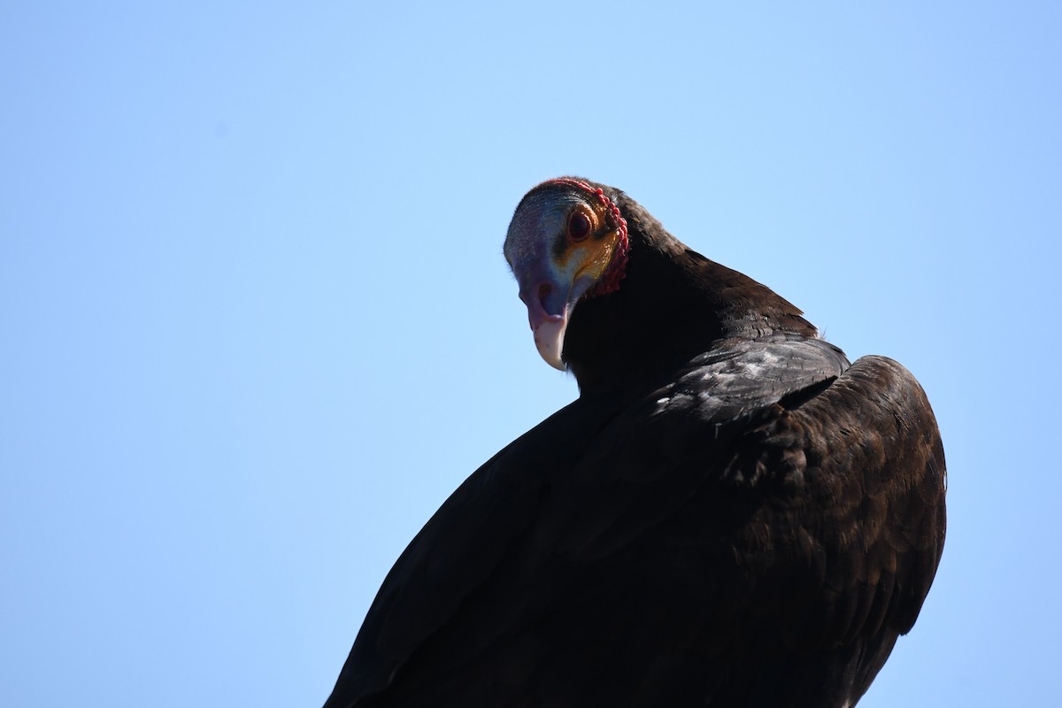 Lesser Yellow-headed Vulture - ML620292444