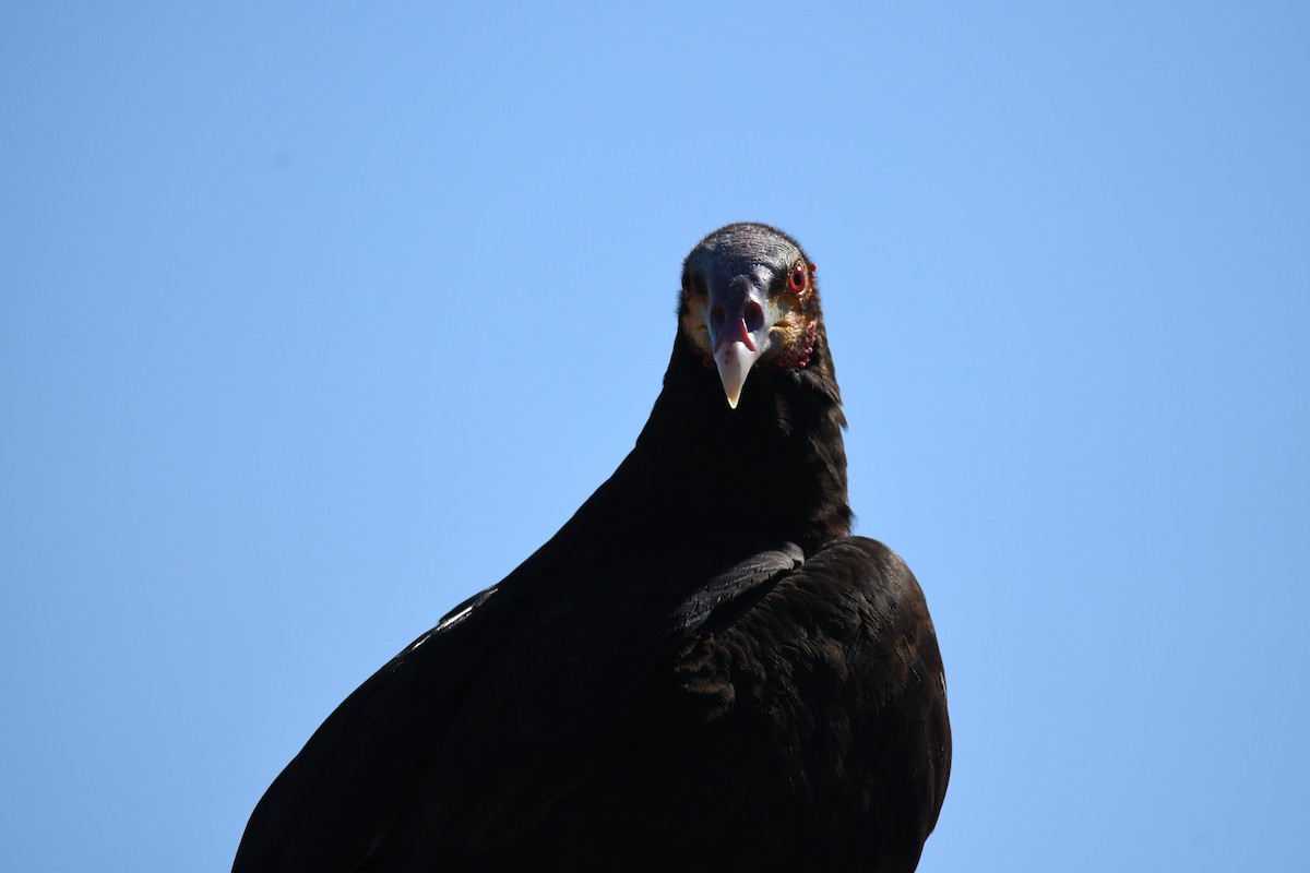 Lesser Yellow-headed Vulture - ML620292445