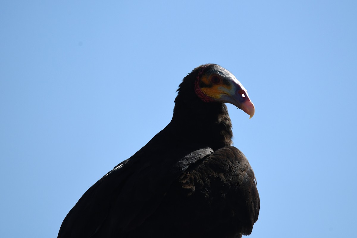 Lesser Yellow-headed Vulture - ML620292446