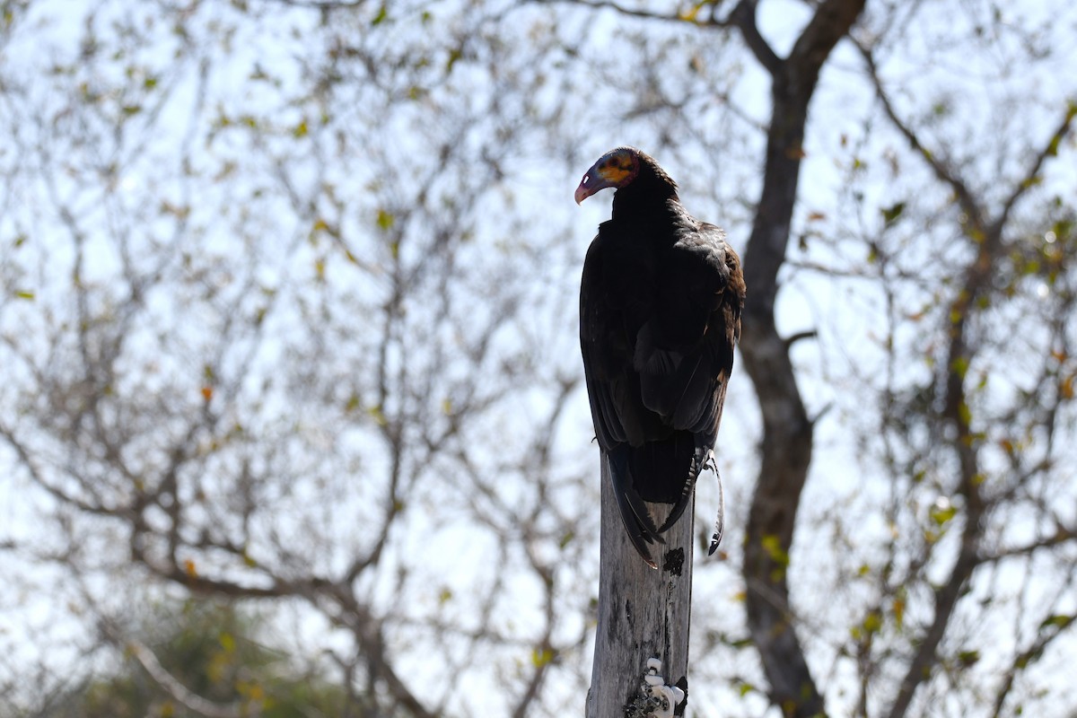 Lesser Yellow-headed Vulture - ML620292449