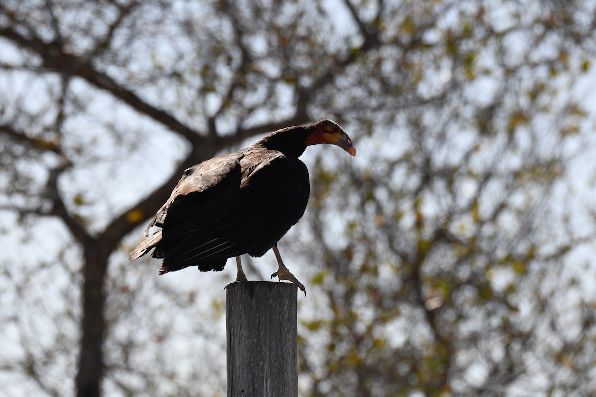 Lesser Yellow-headed Vulture - ML620292451