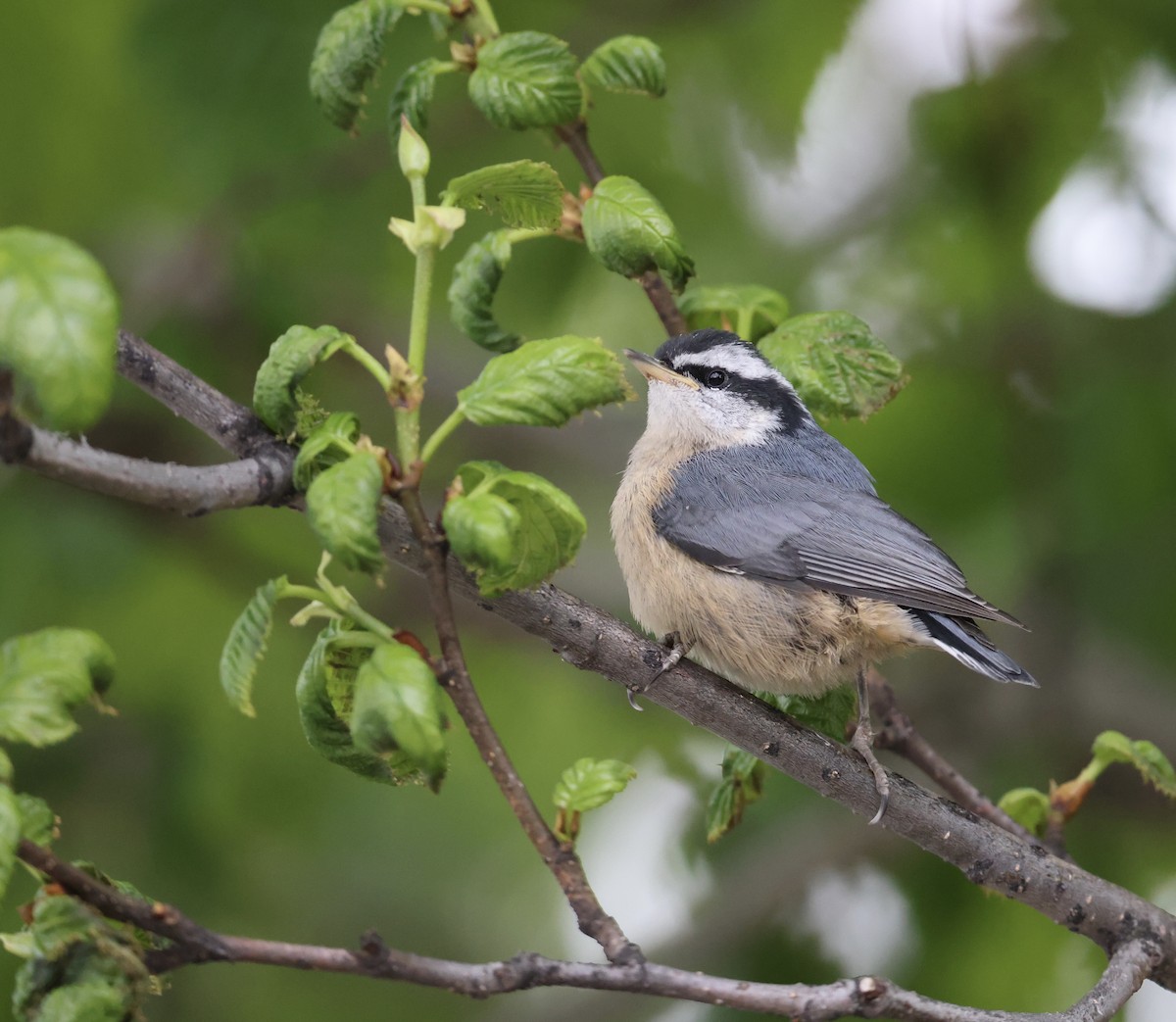 Red-breasted Nuthatch - ML620292452