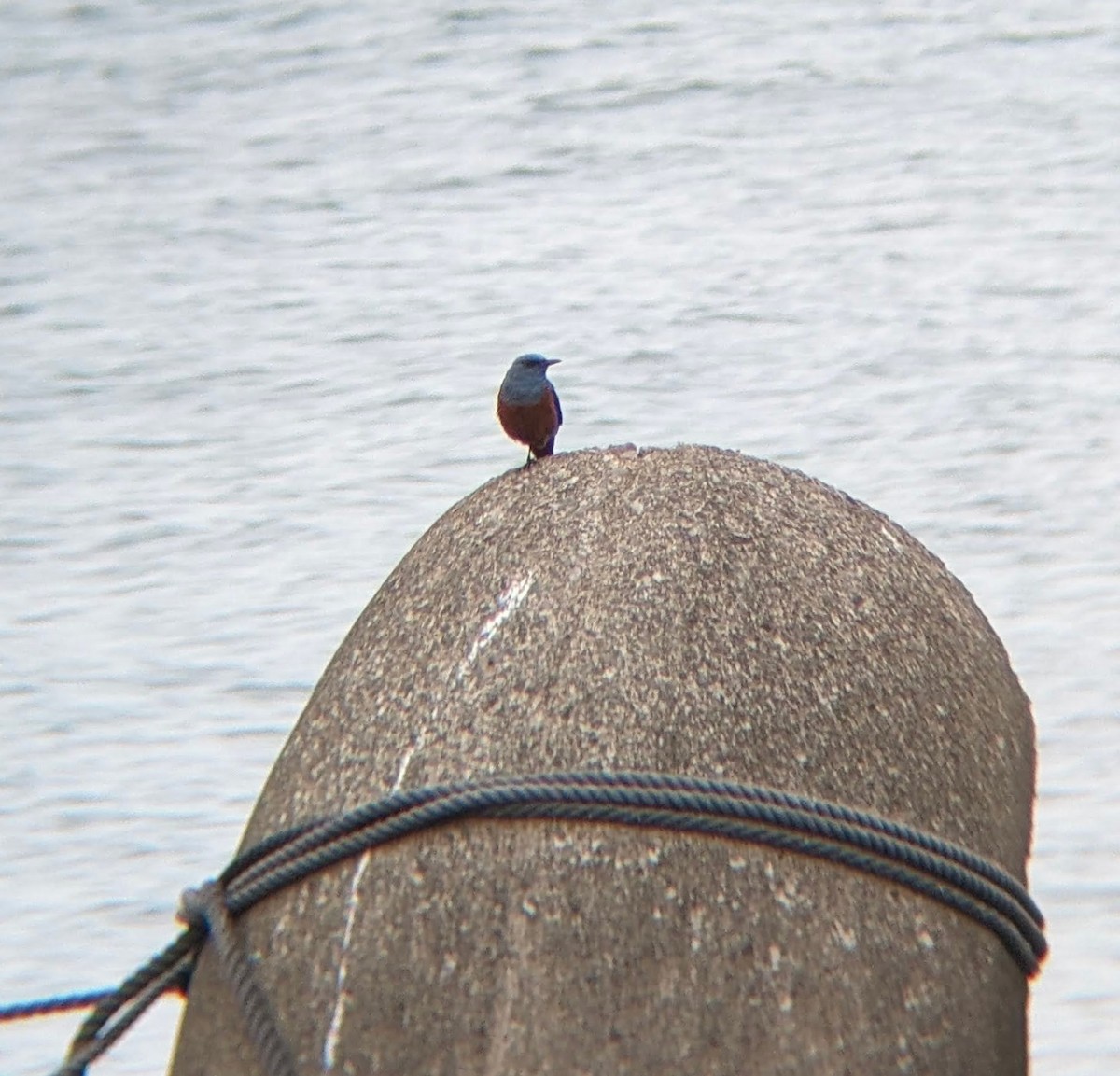 Blue Rock-Thrush - ML620292454