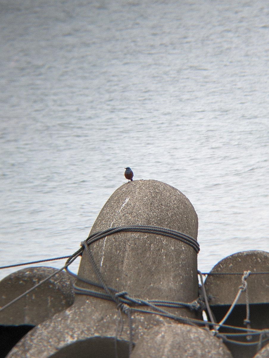 Blue Rock-Thrush - ML620292455