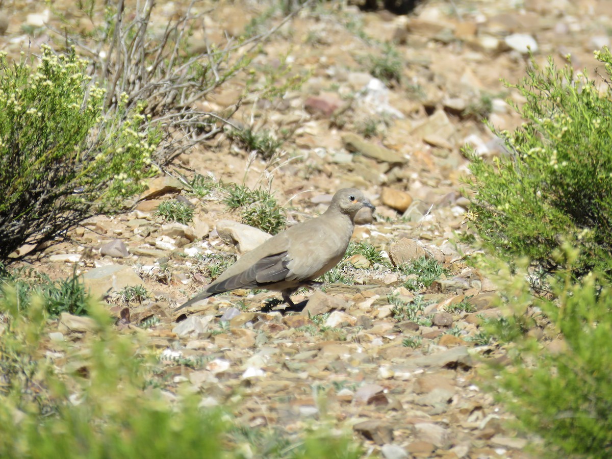 Black-winged Ground Dove - ML620292456