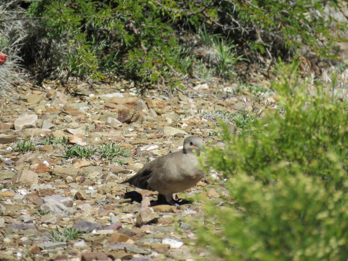 Black-winged Ground Dove - ML620292457