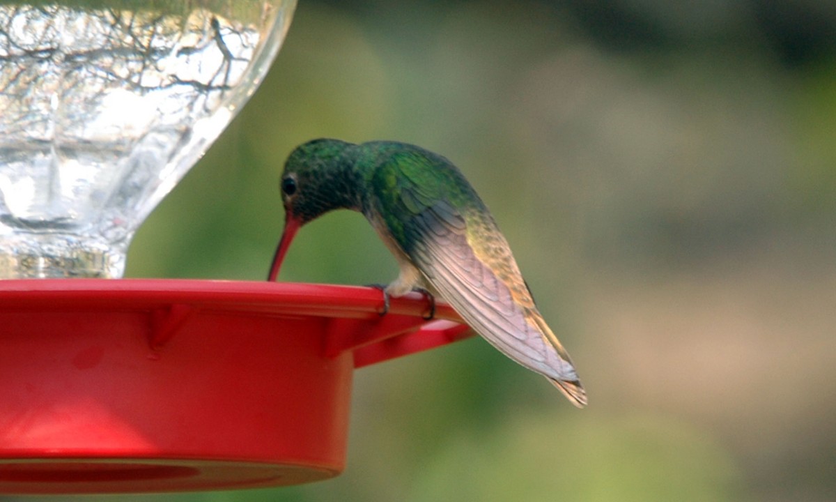 Buff-bellied Hummingbird - ML620292459