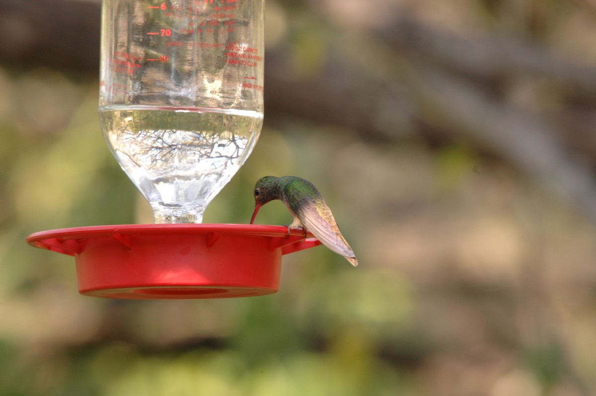 Buff-bellied Hummingbird - ML620292460