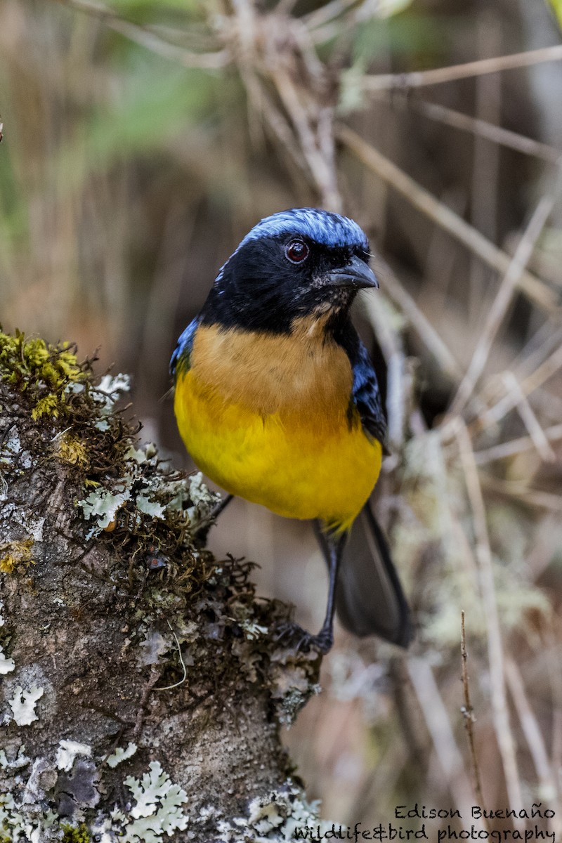 Buff-breasted Mountain Tanager - ML620292464