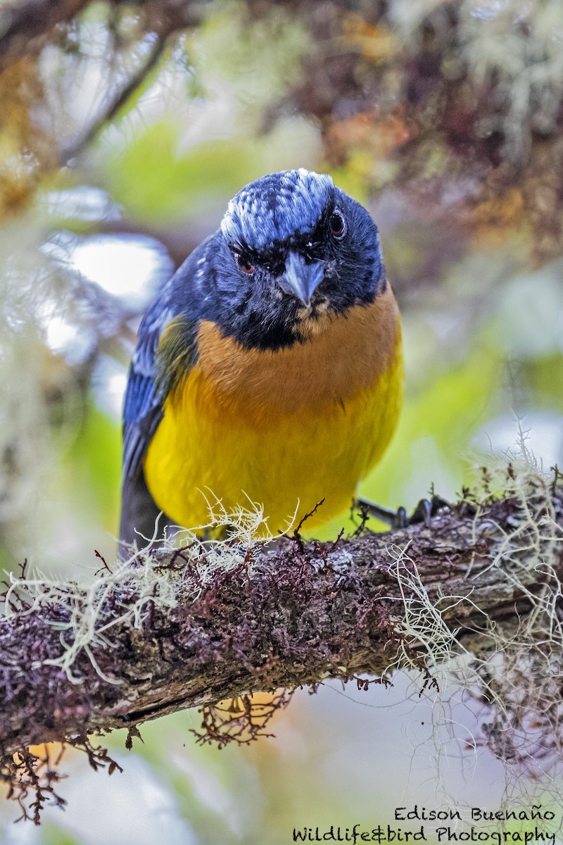 Buff-breasted Mountain Tanager - ML620292465