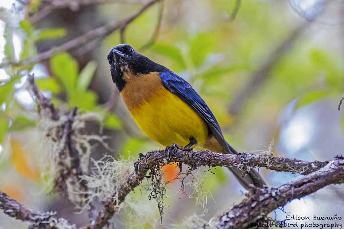 Buff-breasted Mountain Tanager - Edison Buenano