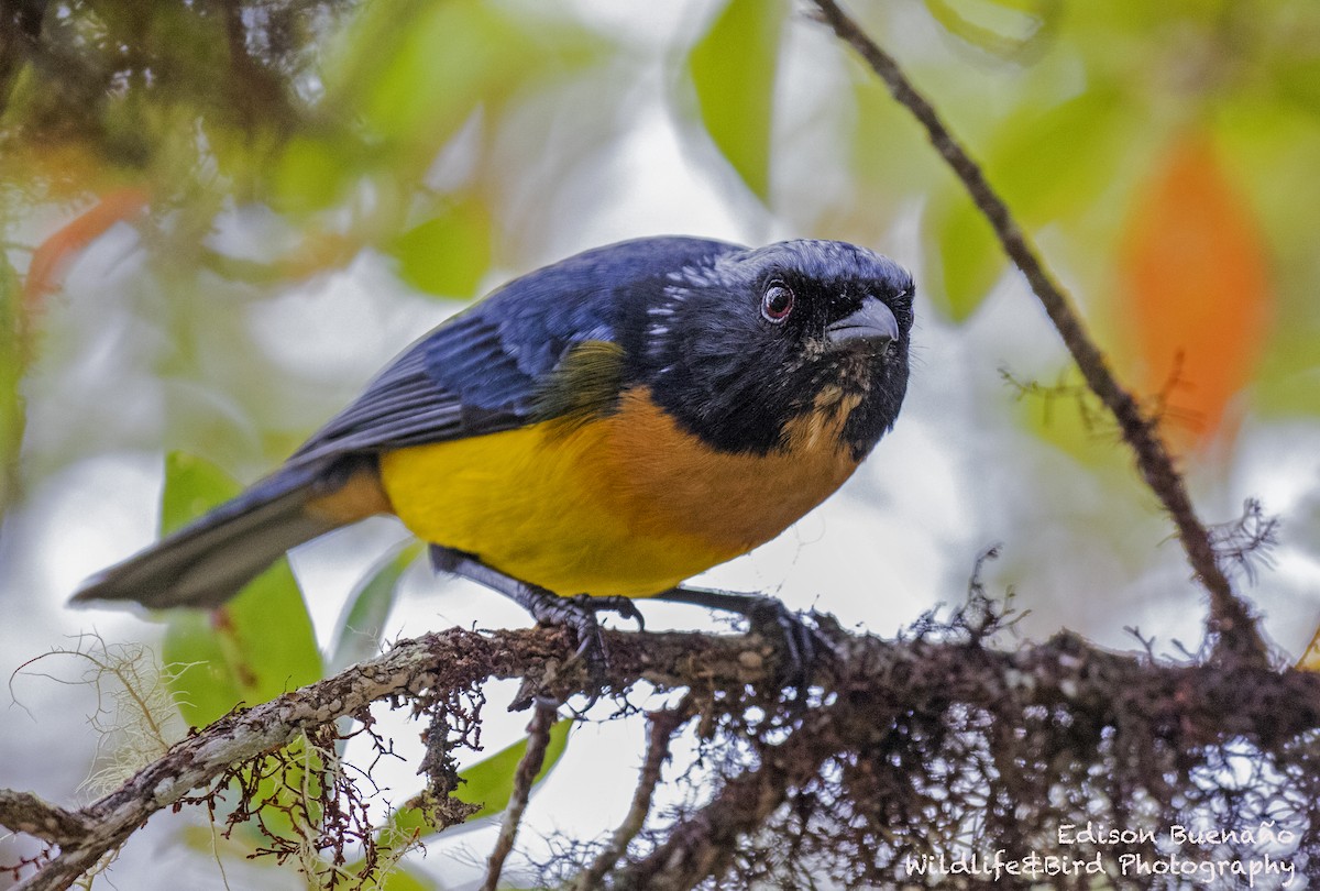 Buff-breasted Mountain Tanager - ML620292467