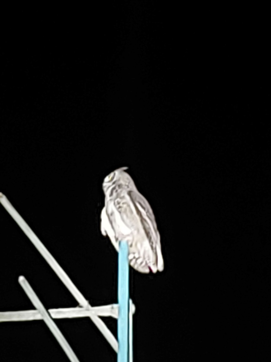 Great Horned Owl - ML620292469