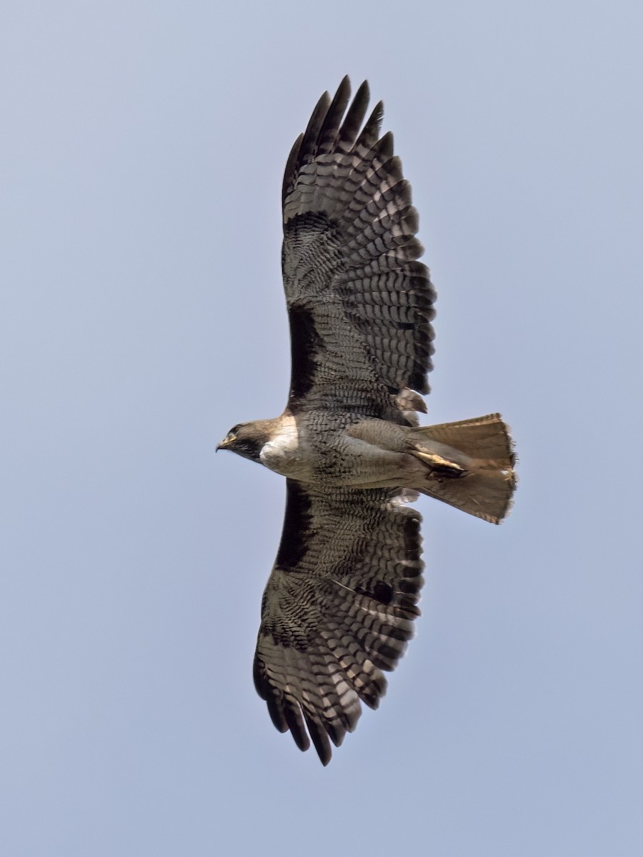 Red-tailed Hawk - ML620292476