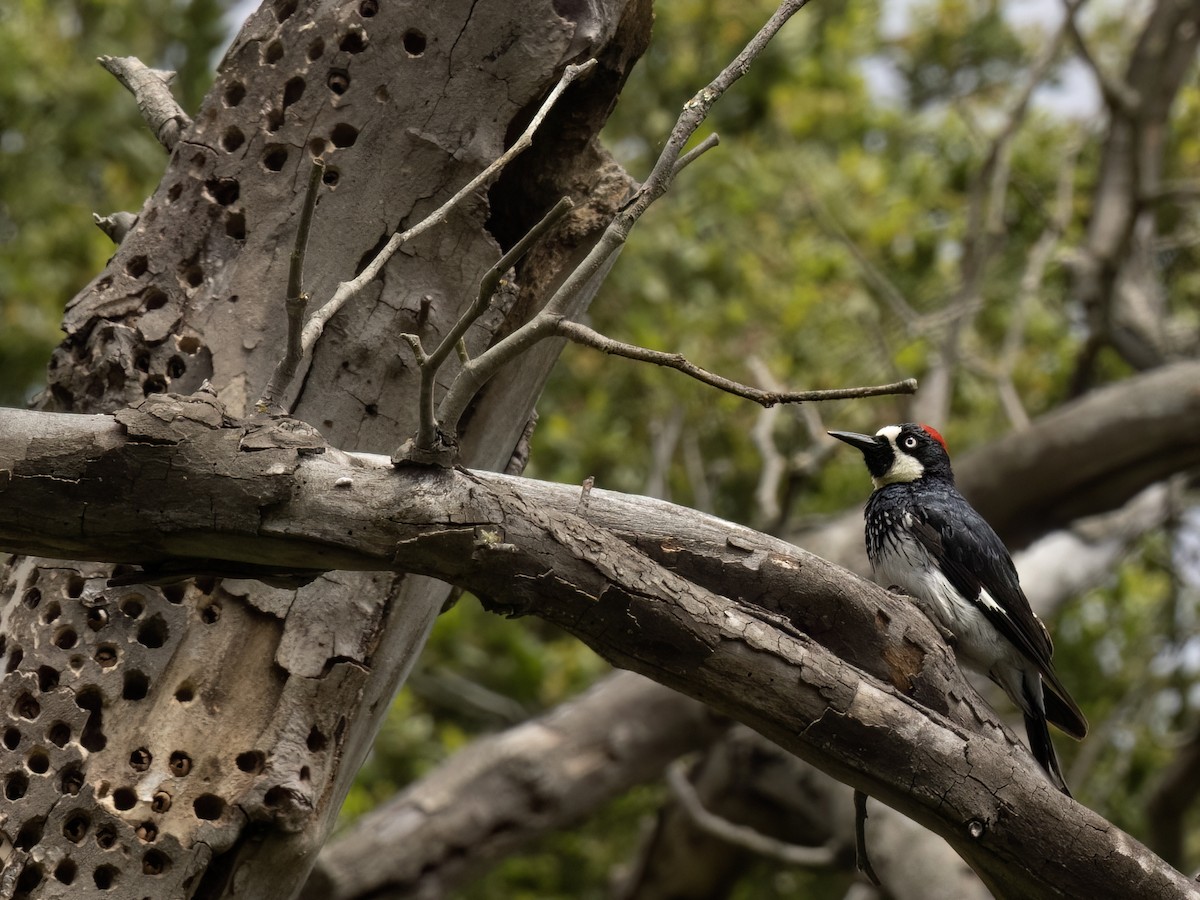 Acorn Woodpecker - ML620292477