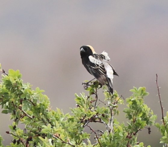 bobolink americký - ML620292478