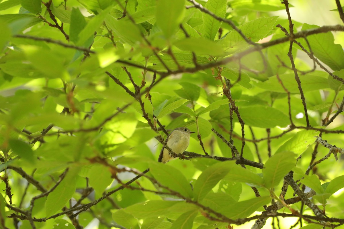 Ruby-crowned Kinglet - ML620292479