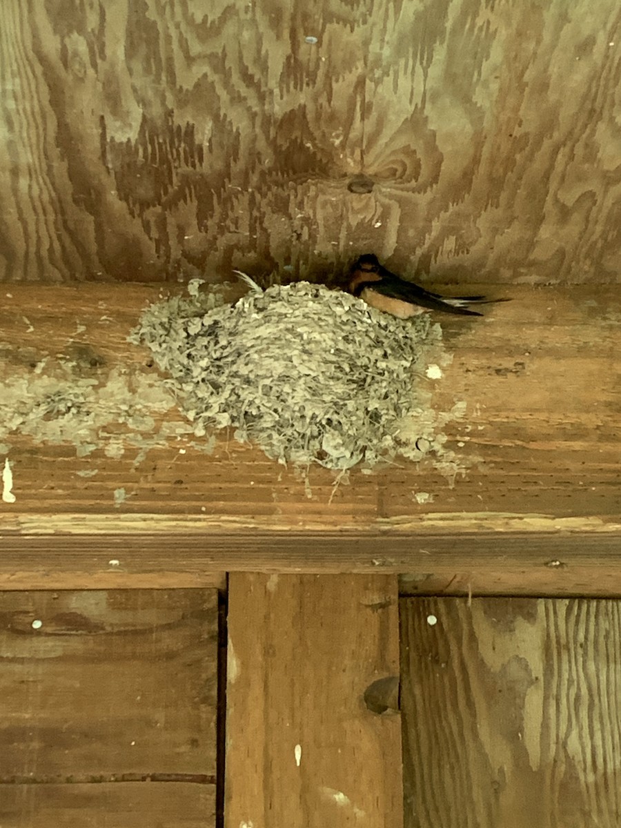 Barn Swallow (American) - ML620292480