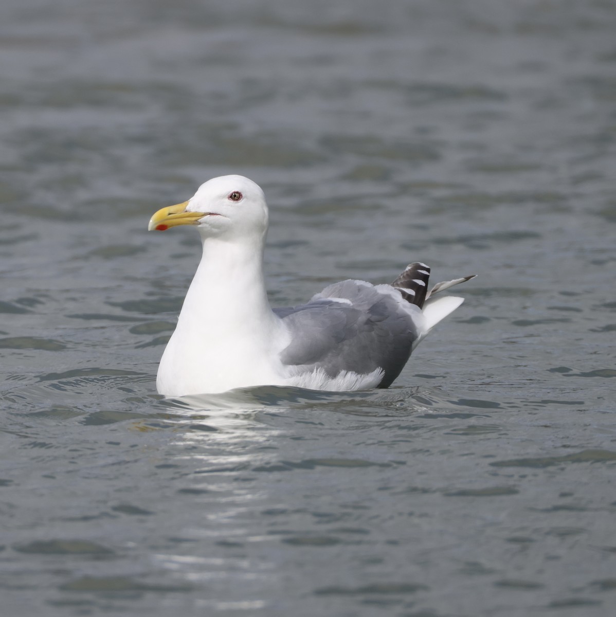 Glaucous-winged Gull - ML620292481