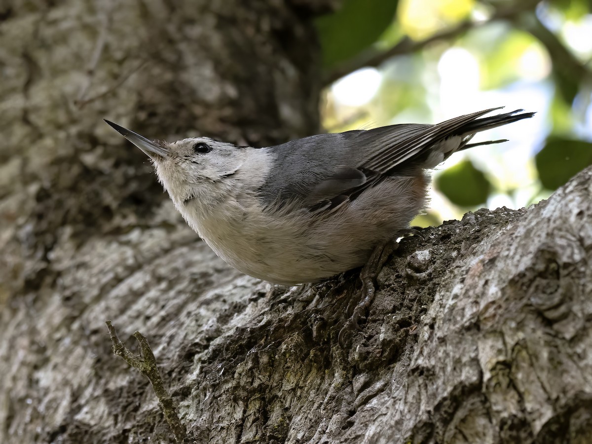 White-breasted Nuthatch (Pacific) - ML620292482