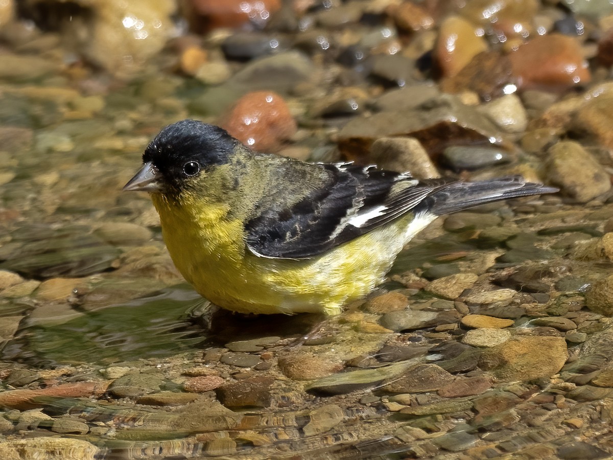 Lesser Goldfinch - ML620292484