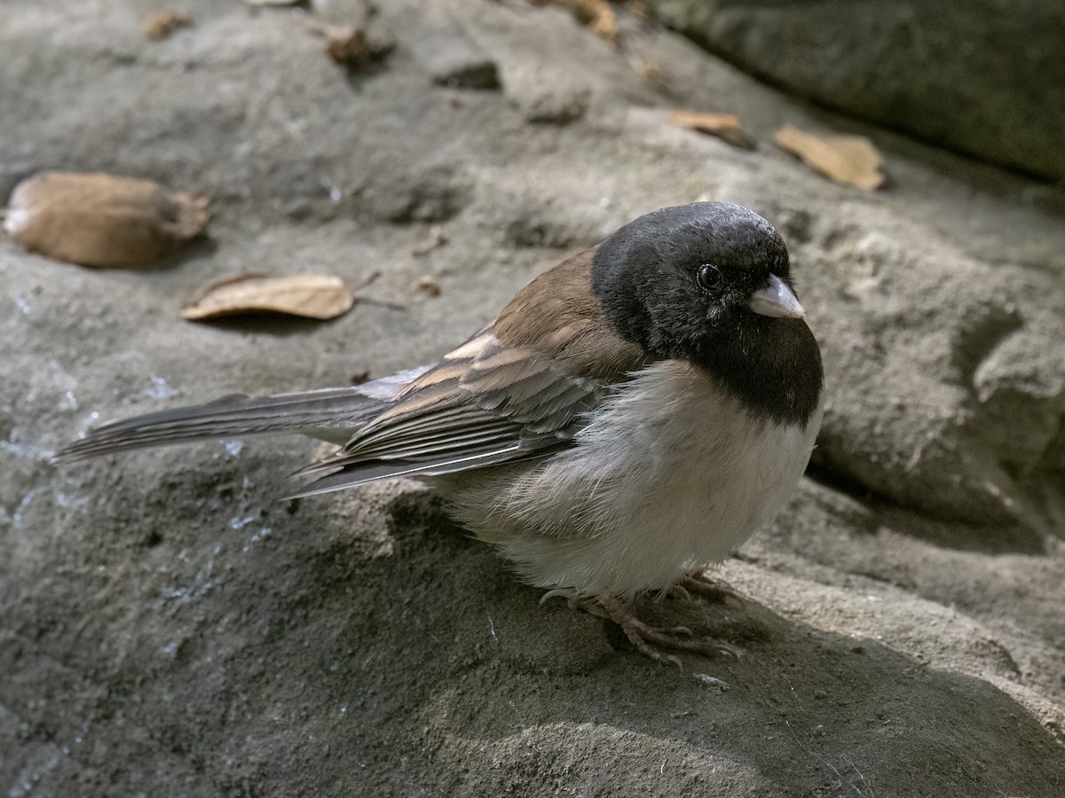 Junco Ojioscuro (grupo oreganus) - ML620292485