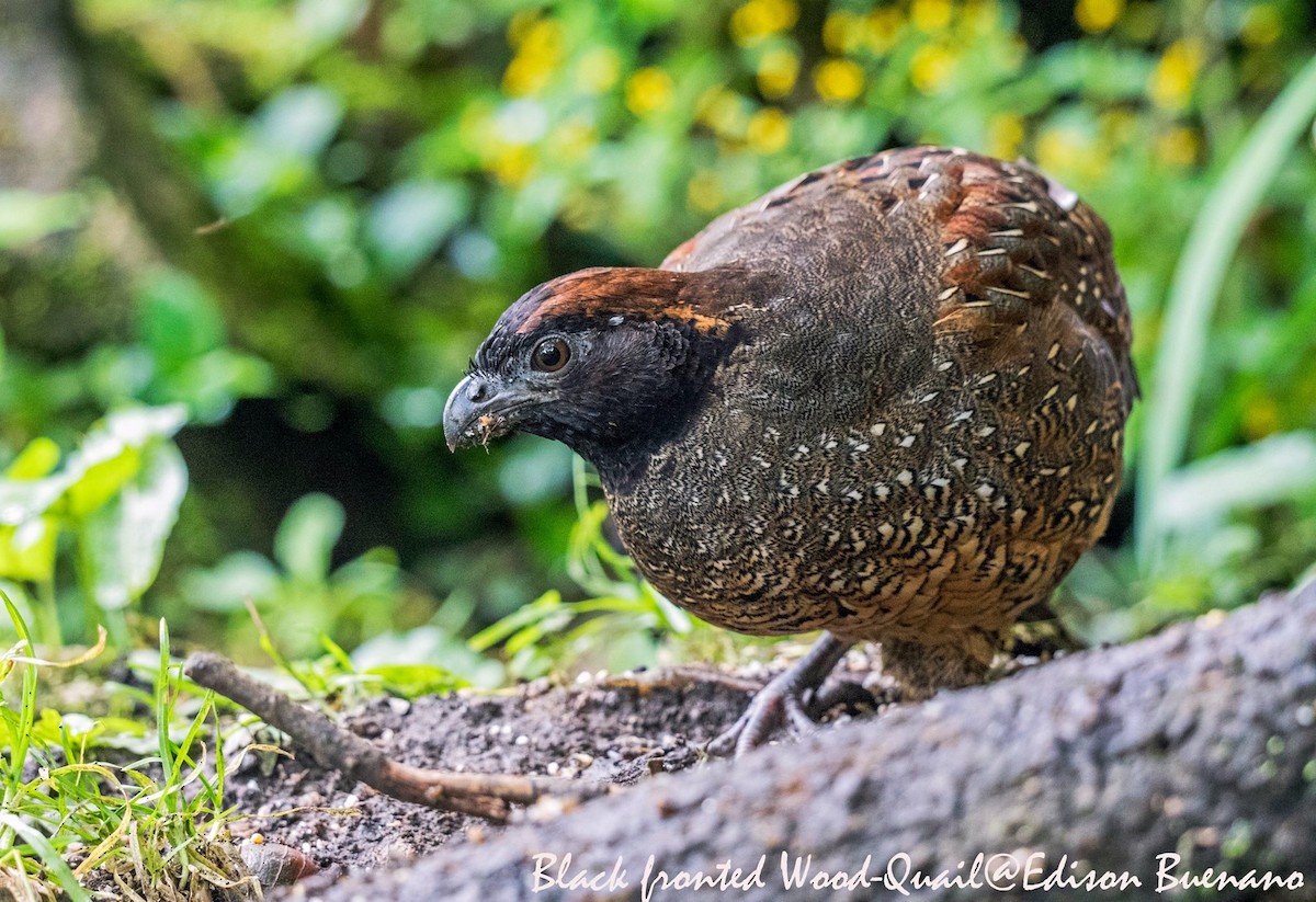 Black-fronted Wood-Quail - ML620292487