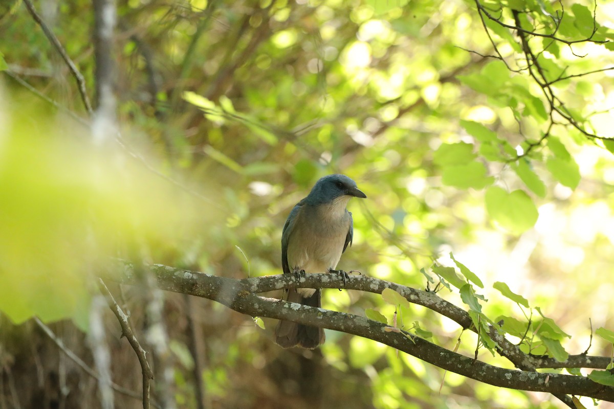 Mexican Jay - ML620292490