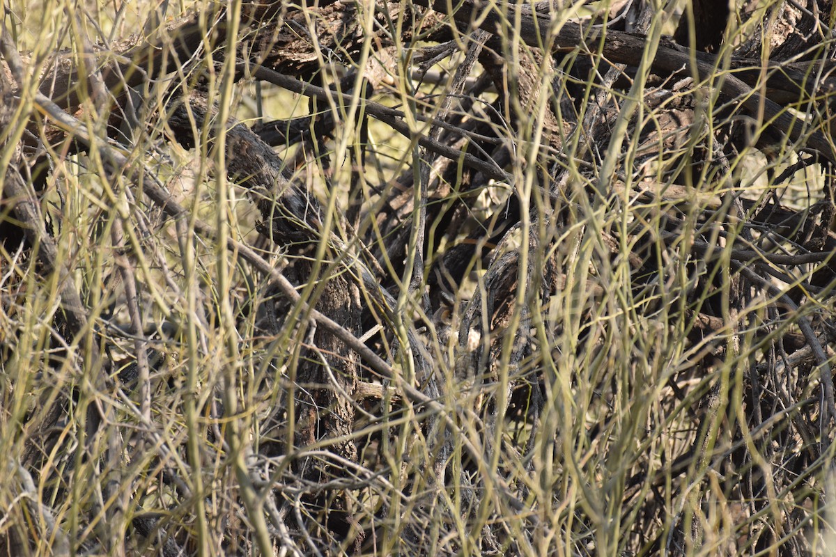 Kulaklı Orman Baykuşu (wilsonianus/tuftsi) - ML620292493