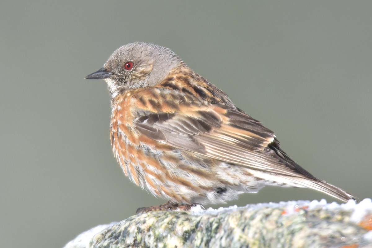 Altai Accentor - ML620292494