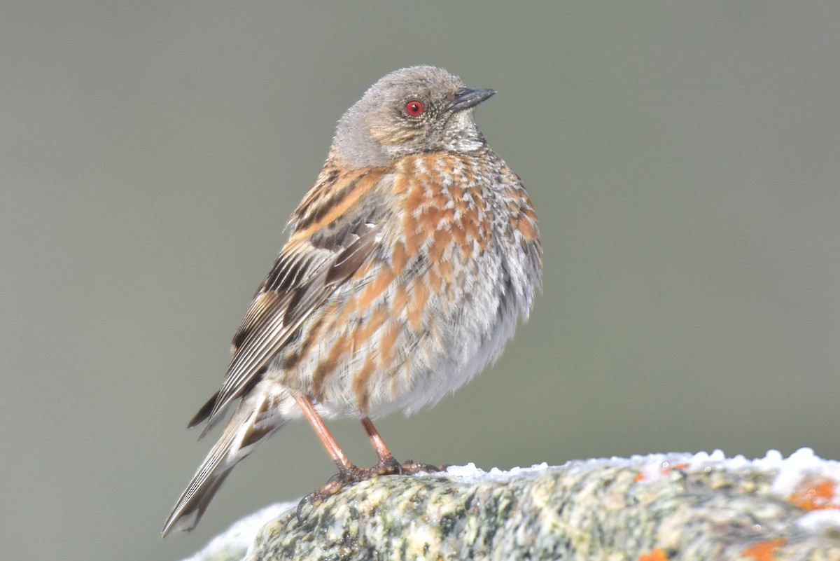 Altai Accentor - Kudaibergen Amirekul