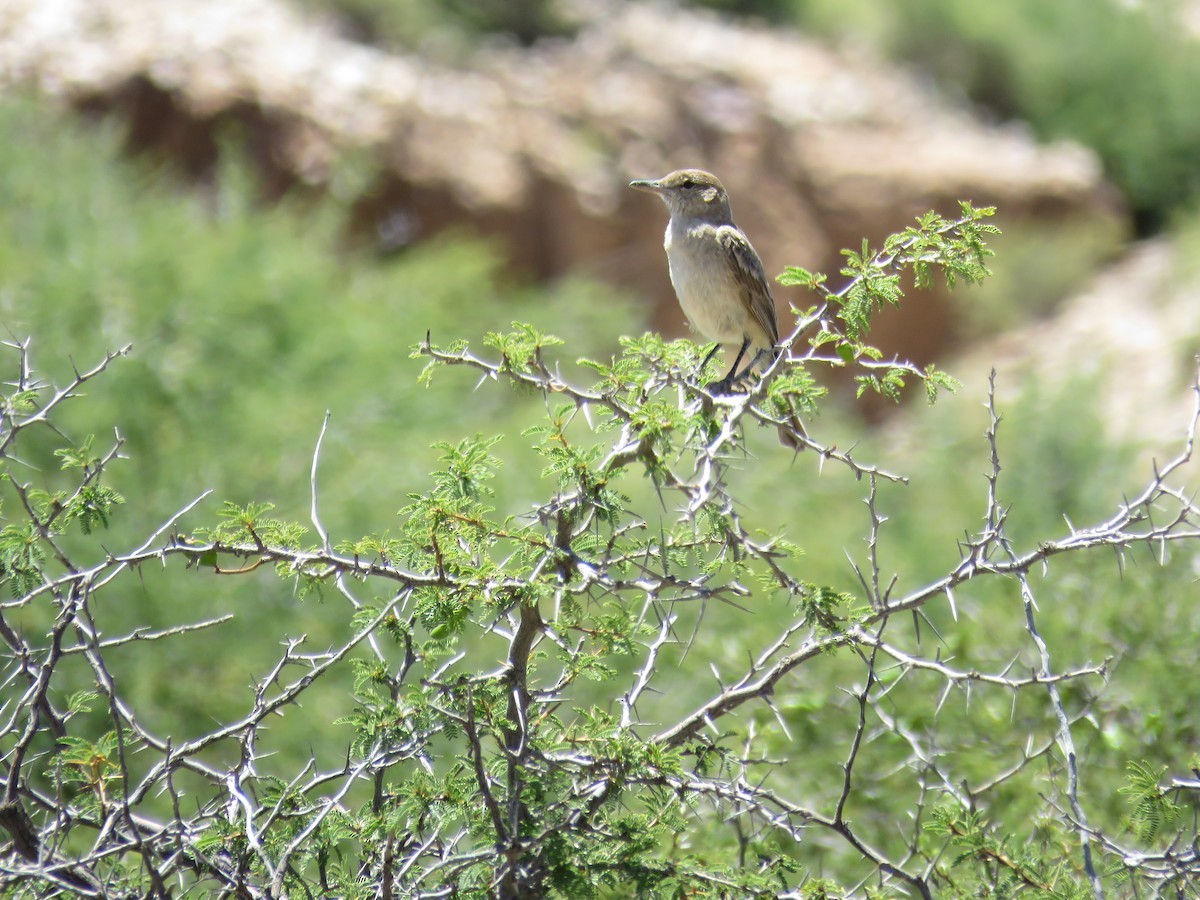 Gray-bellied Shrike-Tyrant - ML620292500