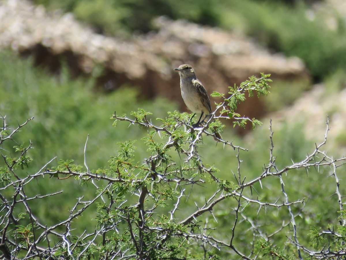 Gray-bellied Shrike-Tyrant - ML620292501