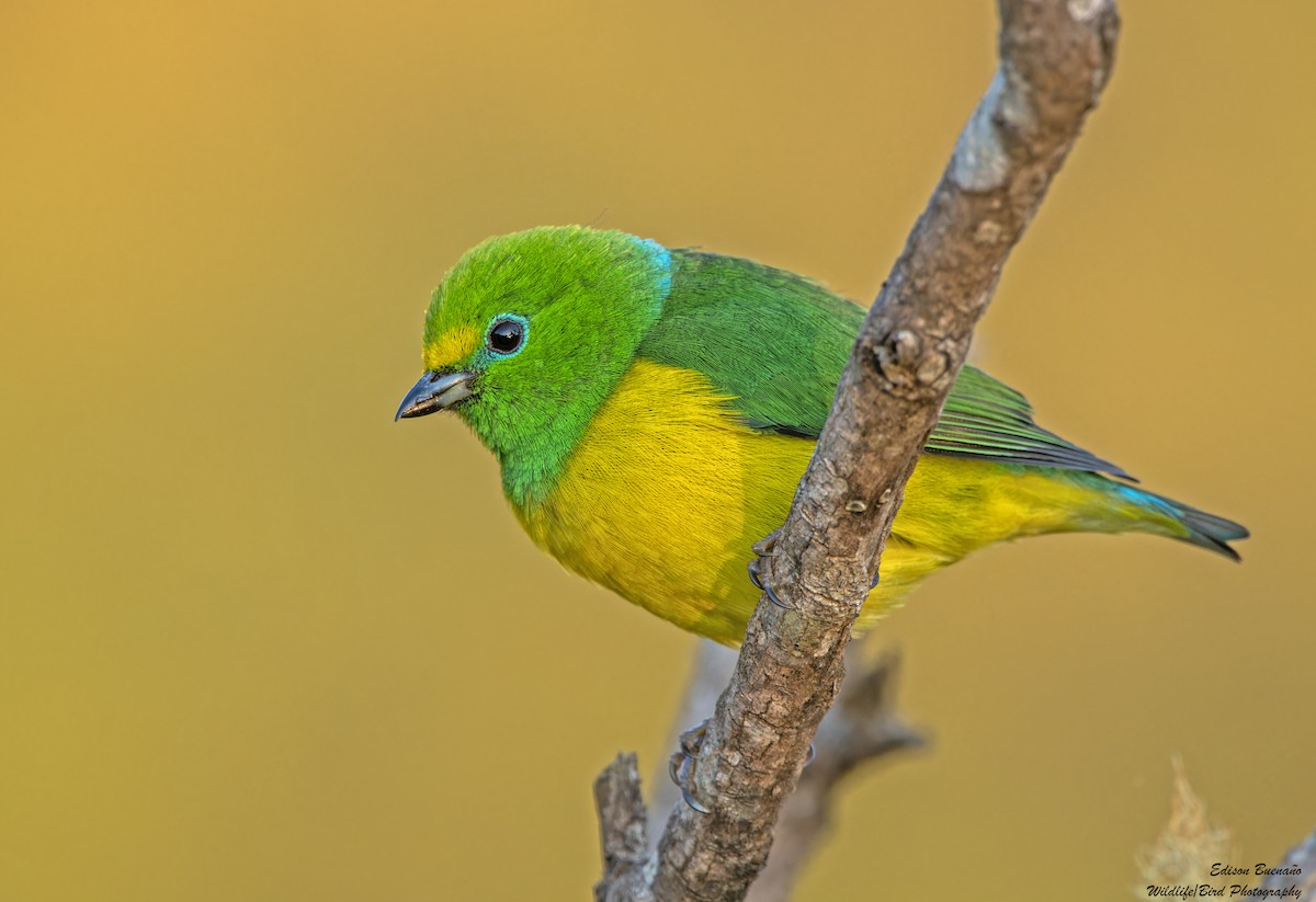 Blue-naped Chlorophonia - ML620292503