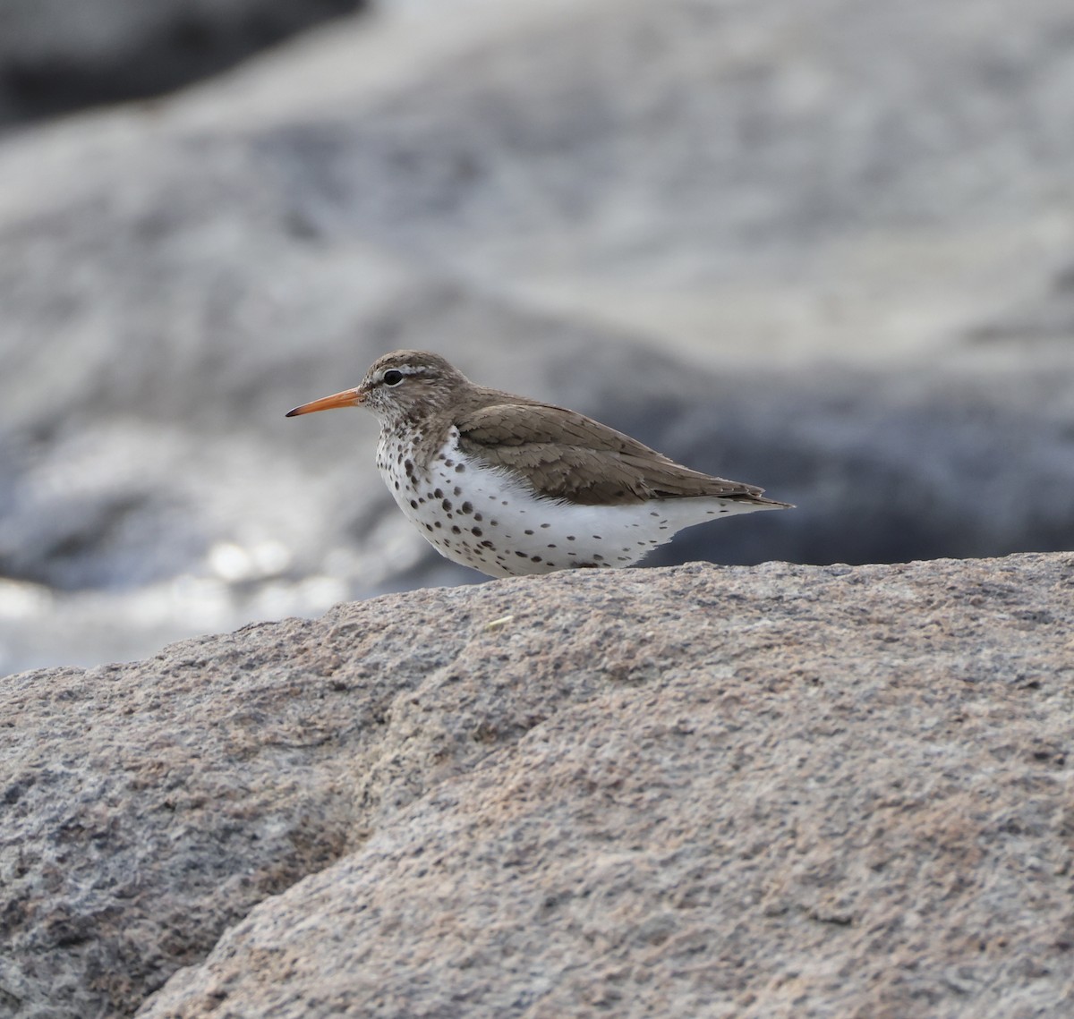 Spotted Sandpiper - ML620292506