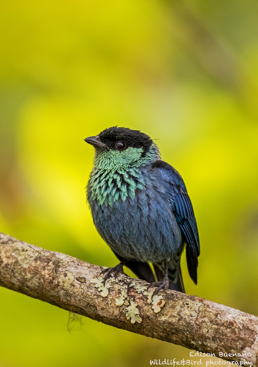 Black-capped Tanager - ML620292510